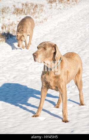 Weimaraner-Hund im Schnee, mit einem anderen im Hintergrund, an einem Tag sonnig, hell, winter Stockfoto