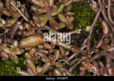 Fetthennen-Bläuling, Fetthennenbläuling, Puppe, Scolitantides Orion, Scolitantides Ultraornata, Karo-blau, Puppe, Puppen, L'Azuré des Orpins, Bläul Stockfoto