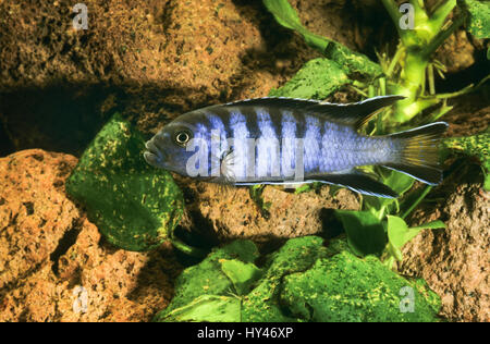 Malawi-Schmalbarsch, Schmalbarsch, Pseudotropheus Elongatus, Metriaclima Elongatus, Maylandia Elongatus, länglichen Mbuna, Buntbarsche, Buntbarsche, Malaw Stockfoto