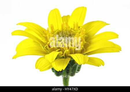 Arnika Montana Blütenstand vor weißem Hintergrund Stockfoto