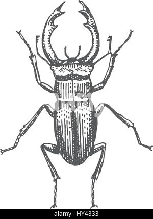 Käfer, Insektenarten isoliert graviert, Hand gezeichnete Tier im Vintage-Stil alten Hirsch Reh Stock Vektor
