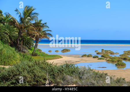 Palmen am Sotavento Strand Lagune auf Jandia Peninsula, Fuerteventura, Kanarische Inseln, Spanien Stockfoto