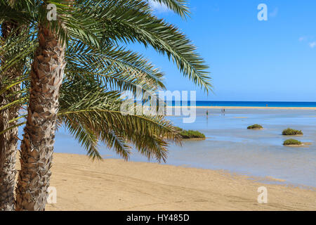 Palmen am Sotavento Strand Lagune auf Jandia Peninsula, Fuerteventura, Kanarische Inseln, Spanien Stockfoto