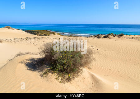 Sanddünen in Corralejo National Park und Blick auf Meer, Fuerteventura, Kanarische Inseln, Spanien Stockfoto