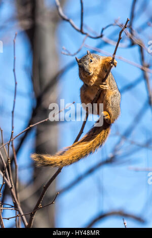 Ein Fuchs Eichhörnchen (sciurus Niger) essen Knospen von Baum. Stockfoto