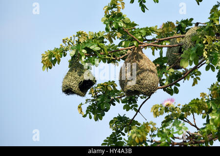 Baya Weaver (Ploceus Philippinus) Vogelnester in der frühen Phase der Konstruktion. Sie werden von den Männchen auf dieser Bühne gebaut und werden erst abgeschlossen sein Stockfoto