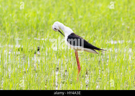 Eine juvenile Stelzenläufer (Himantopus Himantopu) putzen sich in einem Feld von jungen Reis in Zentral-Thailand Stockfoto