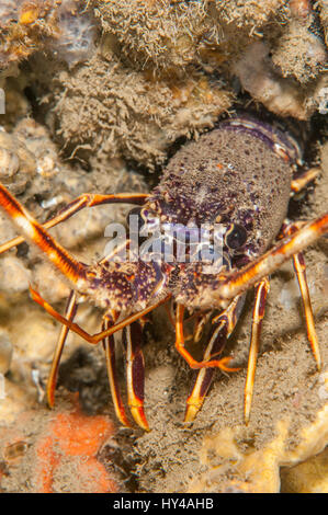 Europäische Languste (Palinurus Elephas) in Illa Mateua, Costa Brava, Katalonien, Spanien Stockfoto