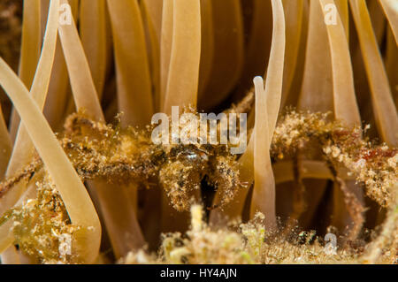 Anemone Seespinne (Inachos Phalangium) in Illa Mateua, Costa Brava, Katalonien, Spanien Stockfoto
