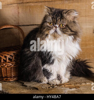 Junge wunderschöne Katze der persischen Rasse in der Nähe von einem wattled Korb vor dem Hintergrund der im Stil einer rustikalen Stockfoto