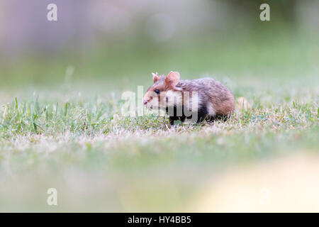 Europäischer Hamster (Cricetus Cricetus) in Wiese, Wien, Österreich Stockfoto