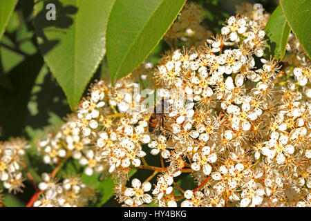 Europäische Schwebfliege lateinischen Namen Episyrphus Balteatus auf einem Photinia Blume oder Strauch in Italien Stockfoto