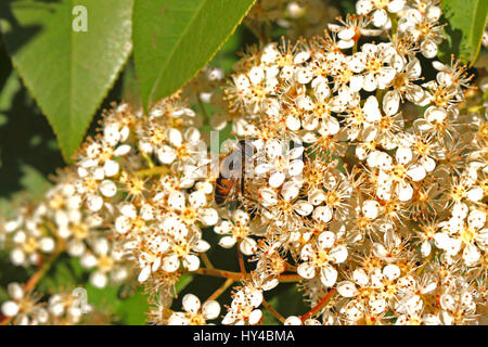 Europäische Schwebfliege lateinischen Namen Episyrphus Balteatus auf einem Photinia Blume oder Strauch in Italien Stockfoto