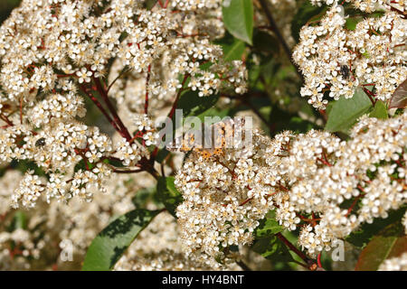 Distelfalter Schmetterling nah Flügel ausbreiten, lateinischen Cynthia Cardui oder Vanessa, aber mit leicht angeschlagenen Flügeln auf einer Photinia Blume in Italien Stockfoto