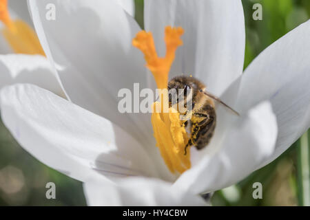 Detailansicht einer Biene hält eine orange Stempel von weißen Safran Blume. Stockfoto