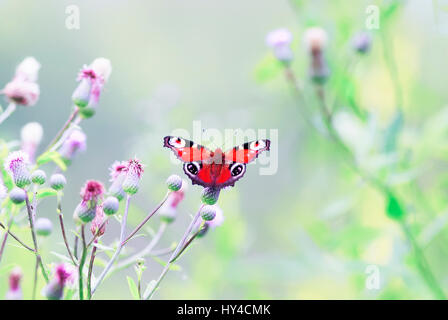 der Schmetterling Pfau Auge sitzen auf die stacheligen Blumen auf einer Sommerwiese Stockfoto