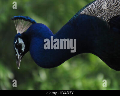 Die indischen Pfauen oder blaue Pfauen (Pavo Cristatus), ein großen und bunter Vogel, ist eine Art von Pfauen, die ursprünglich aus Südasien, Stockfoto