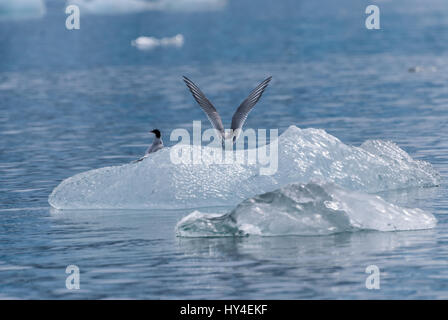 Zwei Küstenseeschwalben (Sterna Paradisaea) thront auf einem Eisberg im Inneren Durchgang von Alaska, USA. Stockfoto