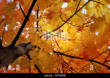 Goldenes Gelb Rot-Ahorn Baum Laub, gesehen von der unten an den Stamm und mit hellem Sonnenlicht kommen durch die lebendige Jahreszeit verlässt Stockfoto