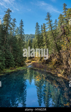 Tamolitch Blue Pool am Fluss McKenzie, Willamette National Forest, Oregon. Stockfoto