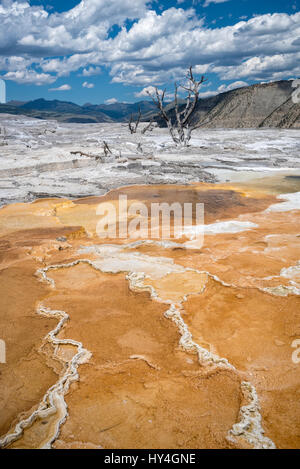 Kanarischen Frühling bei Mammoth Hot Springs obere Terrasse, Yellowstone-Nationalpark, Wyoming. Stockfoto