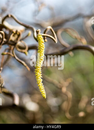 Haselnuss-Zweig, Corylus Avellana Contorta, mit männlicher Blütenstand Stockfoto