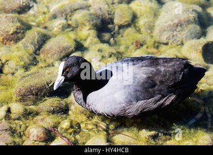 Die australische Blässhuhn (Fulica Atra Australis) von Australien, Neuguinea und Neuseeland ist eine Unterart des eurasischen Blässhuhn (Fulica vor), die wid Stockfoto