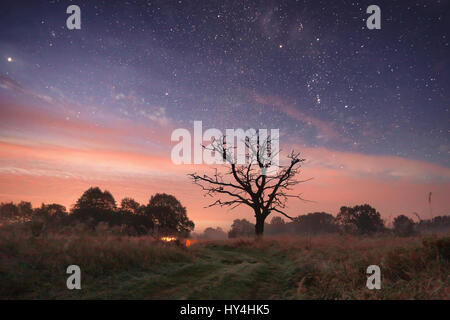 Sternenhimmel über Wiese in der Nacht. Nacht-Landschaft mit Pfad unter Sternen. Schöne Reise Hintergrund. Konzept für den Erfolg. Stockfoto