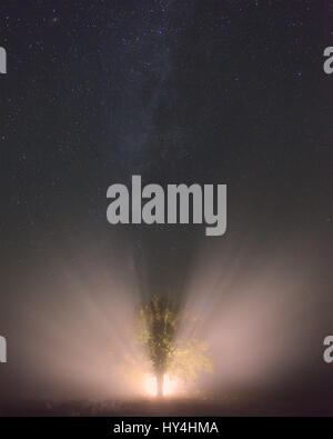 Zukünftige Erfolgskonzept. Milchstraße über Baum in helles Licht. Lichtstrahlen in der Nacht unter Sternenhimmel. Helle Nacht Hintergrund. Textfreiraum auf Sternenlicht Stockfoto