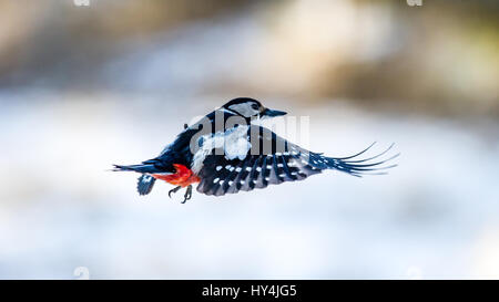 Die weiblichen Buntspecht (Dendrocopos großen) fliegen mit einem schönen defokussierten Hintergrund Stockfoto