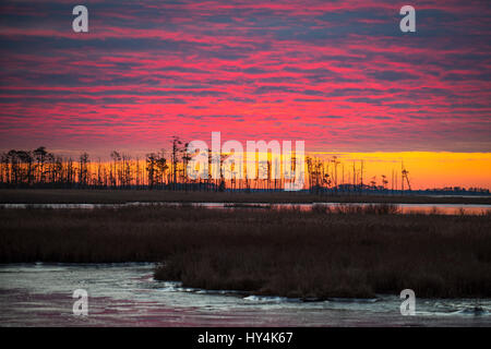 Sonnenaufgang über Gezeiten Feuchtgebiete, Blackwater National Wildlife Refuge, Cambridge, Maryland Stockfoto