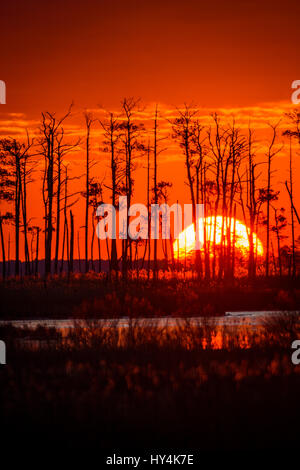 Sonnenaufgang über Gezeiten Feuchtgebiete, Blackwater National Wildlife Refuge, Cambridge, Maryland Stockfoto