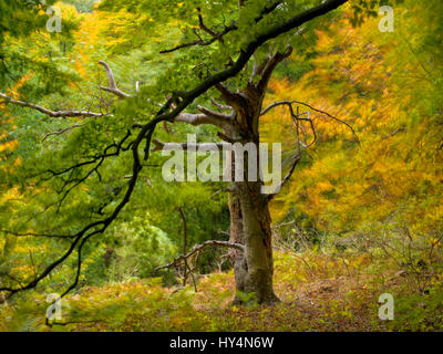 Dänemark, Insel Moen, alte Häuser in den Wald Mon Klint, Klinteskoven Stockfoto