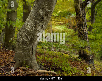 Dänemark, Insel Moen, alte Häuser in den Wald Mon Klint, Klinteskoven Stockfoto