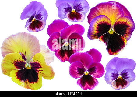 Stiefmütterchen, isoliert auf weiss. Viola Tricolor rot blau gelb Makro Stockfoto