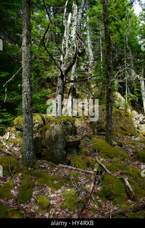 Tot, aber immer noch stehen dünne Baumstämme mit Flechten bedeckt, über Geröll und Moos - vertikale erschossen Stockfoto