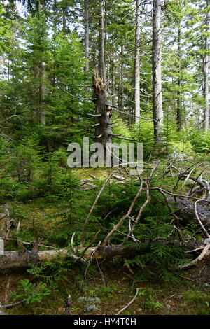 Hohe Stumpf eines stehenden riesigen Nadel-Baum mit Ästen und mehrere lange umgestürzten Baum-Stämmen im Vordergrund in einer waldreichen Umgebung - vertikal gedreht Stockfoto