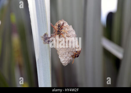 Australische Papier Wespen (Polistes Humilis) bei der Arbeit auf ein Nest in einem Flachs Busch Stockfoto