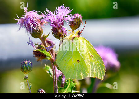 Brimstone Schmetterling, Gonepteryx Rhamni, auf eine Blüte, Zitronenfalter, Auf Einer Bluete Stockfoto