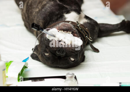 Veterinär, liegt Sterilisation eines Hundes der Rasse französische Bulldogge, der Hund auf dem Tisch unter Narkose mit einem Schlauch zur intubation Stockfoto