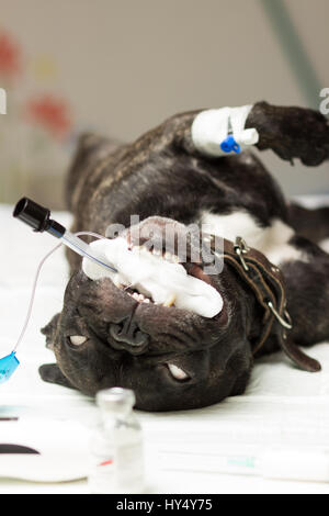 Veterinär, liegt Sterilisation eines Hundes der Rasse französische Bulldogge, der Hund auf dem Tisch unter Narkose mit einem Schlauch zur intubation Stockfoto