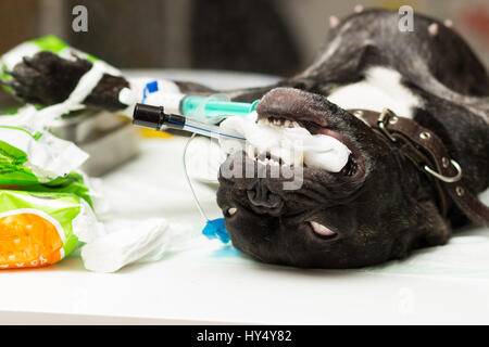 Veterinär, Sterilisation eines Hundes der Rasse französische Bulldogge, ein Rohr für Intubation eingefügt in die Atemwege zur Vermeidung von overlappin Stockfoto