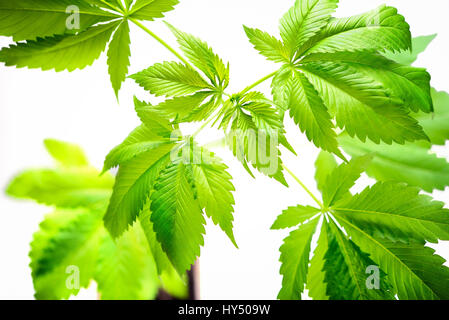 Hanf, Cannabis Sativa, Hanf, Cannabis sativa Stockfoto