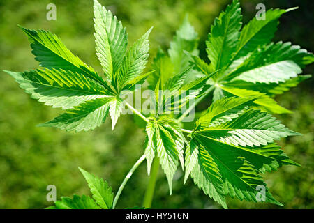 Hanf, Cannabis Sativa, Hanf, Cannabis sativa Stockfoto