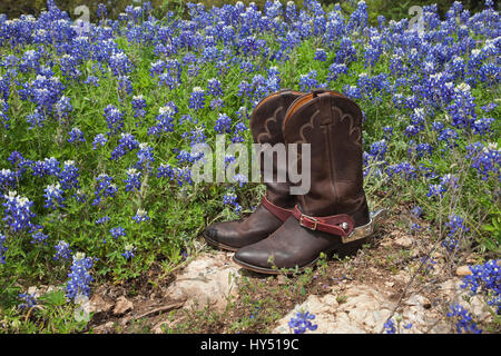 Ein paar braune Leder Cowboy Stiefel mit Sporen sitzt auf Felsen in einem Feld von Texas bluebonnets Stockfoto