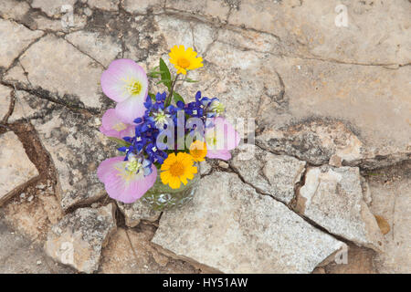 Ein Bouquet von Texas Wildblumen aus Texas Hill Country in ein Einmachglas schoss aus Overhead auf Steinboden. Abend-Primeln, Kornblumen und yello Stockfoto