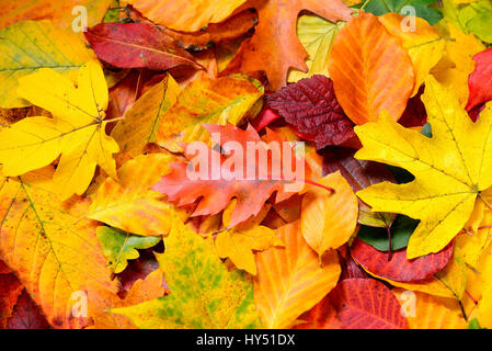 Farbigen Herbst Blätter, Bunte Herbstblaetter Stockfoto