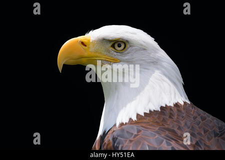 Weißkopf-Seeadler Kopf isoliert auf schwarz Stockfoto