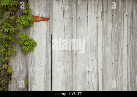 Eine alte Holztür mit Efeu, eine rostige Scharnier, Nägel und Löcher Stockfoto