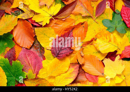 Farbigen Herbst Blätter, Bunte Herbstblaetter Stockfoto